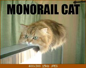 monorail-cat.jpg