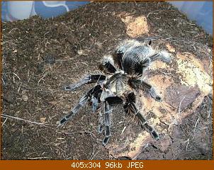 brachypelma-albopilosum-0.1-kleines-bild-.jpg