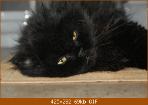 nic.gif