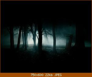 dark-forest-35836-20ecko.jpg