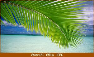 vista-wallpaper-beach-tree-1600x900.jpg