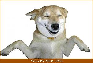 hund-freu-1.jpg