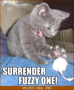 surrender.jpg