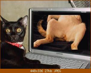 cat-porn.jpg