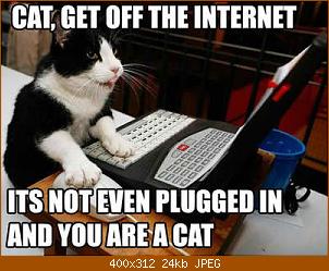 cat-internet.jpg