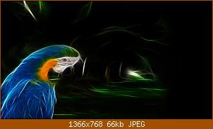 blue_macaw_hd_wallpaper_1366x768.jpg