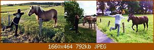 pferd.jpg