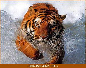 0_tiger_im_sprung_screenshot.jpg