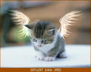 katzen-engel.jpg