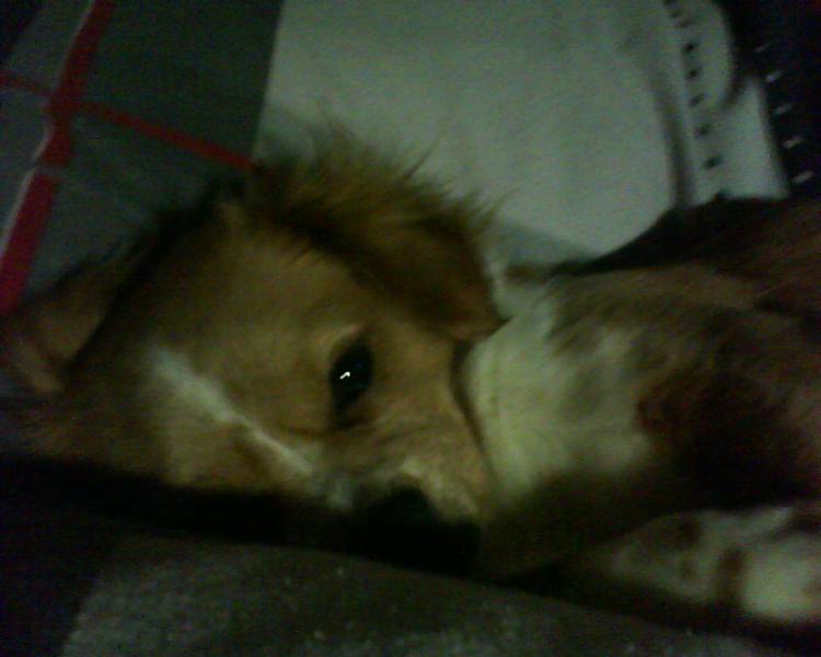 mein kleines muschen :D Sally ihr name
