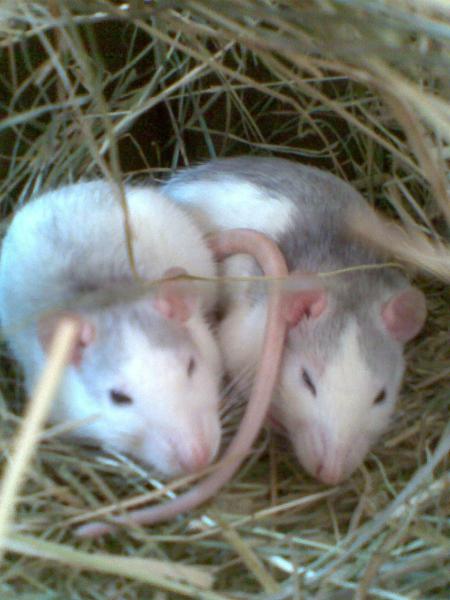 links roxset rechts rose