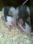 da waren meine noch babys