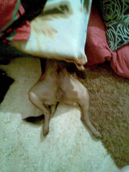 sofa frisst hund xD