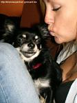 mein Chihuahua aka Teppicporsche und ich :D