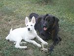 Akos (15 Wochen alt) und Boo.
