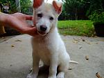 Akos - Mein Guard-Dog