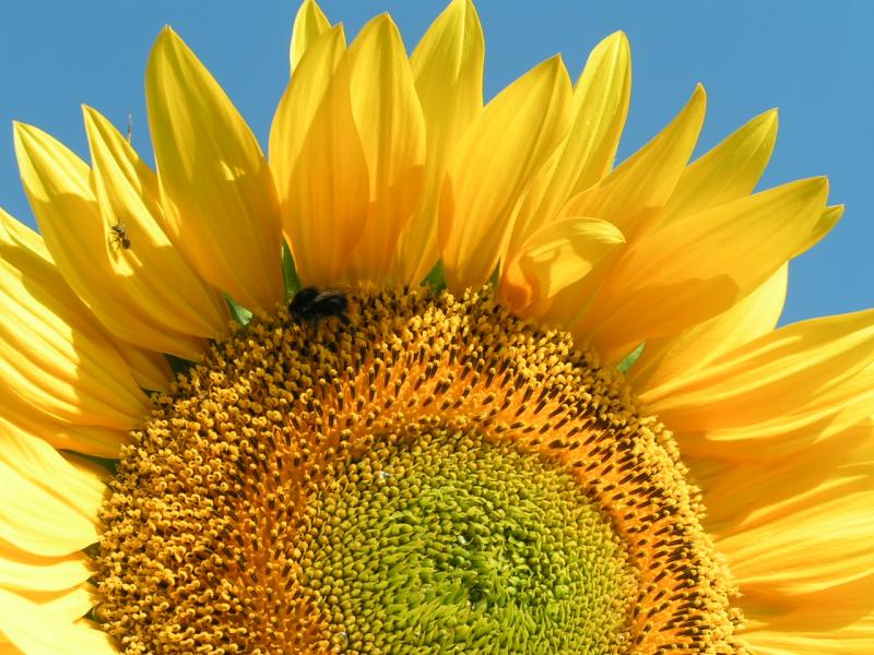 Sonnenblume auf unserer Terrasse im Sommer
