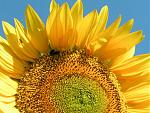 Sonnenblume auf unserer Terrasse im Sommer