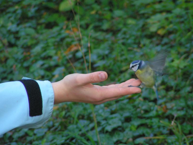 Meise auf meiner Hand, wartet auf eine Erdnuss - Wien