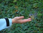 Meise auf meiner Hand, wartet auf eine Erdnuss - Wien