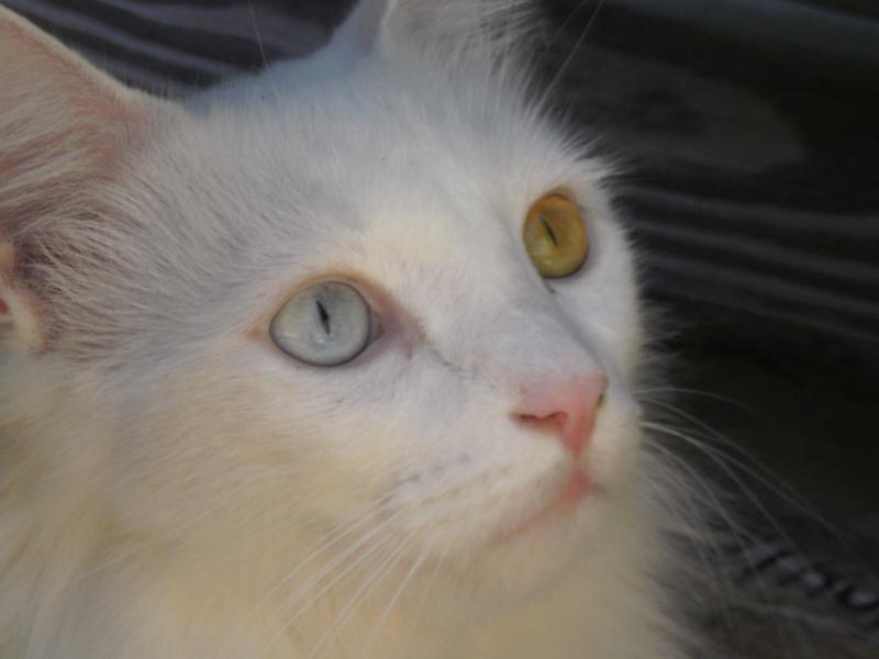 Teufl mit seinen genialen Augen...Katze meines Vaters in den USA.