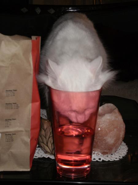 Sheeba liebt Wasser...und trinkt auch aus fremden Glsern...