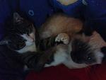 Bene mit meiner anderen Katze Mellite