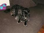 Chicco(lo)