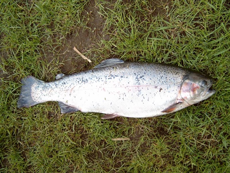 Ich glaub 2,9 Kg.