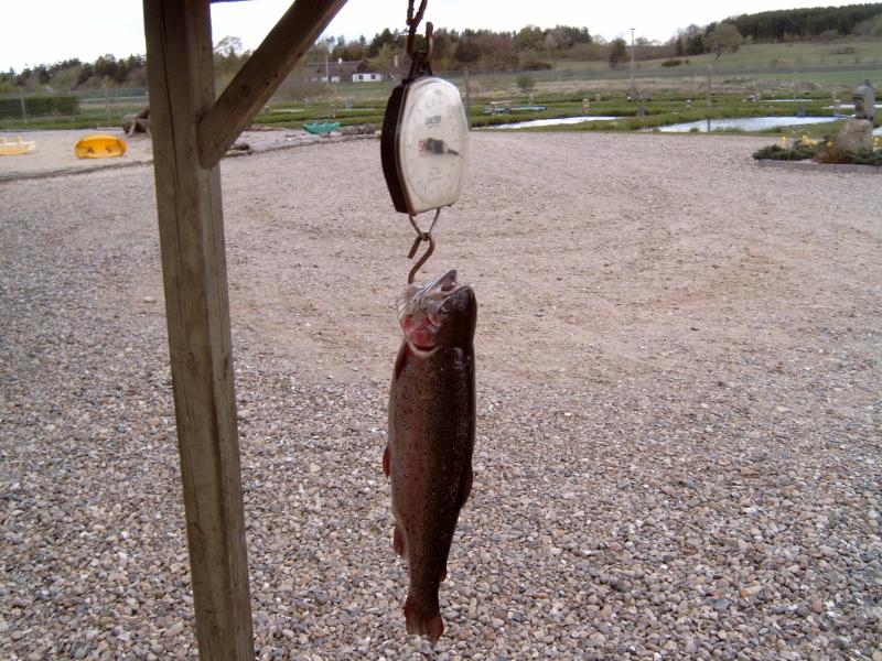 3,4 Kilo
