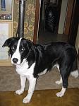 Unser Hund