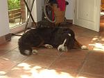 maine tiere <3