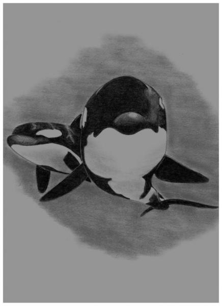Orcas