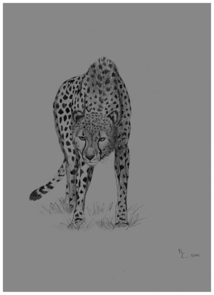 Gepard