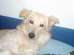 Das ist mein Hund Snoopy =)