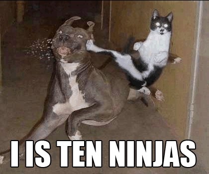 lolcat7