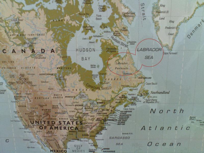 Huch... Labrador in Amerika?