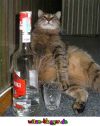 BESOFFENE KATZE