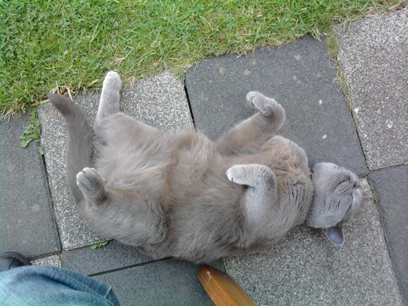 Nochmal Merlin... Kater von meinem Onkel, herrlich das Vieh xD