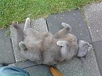Nochmal Merlin... Kater von meinem Onkel, herrlich das Vieh xD