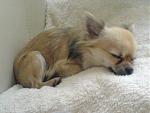 Schlaf schn mein kleiner Chihuahua ^^