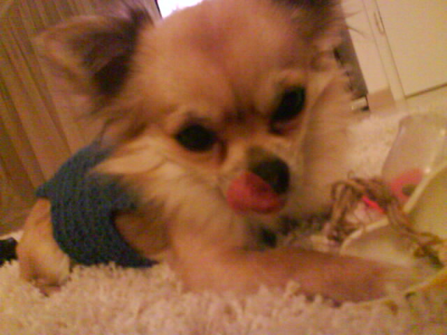"Yumm" Puki mit stylischem Pulli den ich gehckelt habe :)