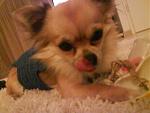 "Yumm" Puki mit stylischem Pulli den ich gehckelt habe :)
