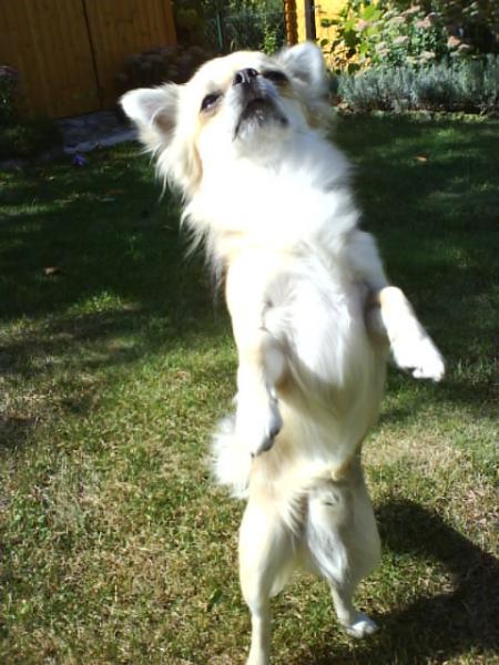 The Chihuahua-Dance!
