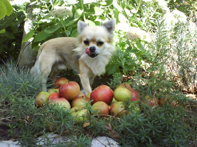 Hmmm... pfel :9