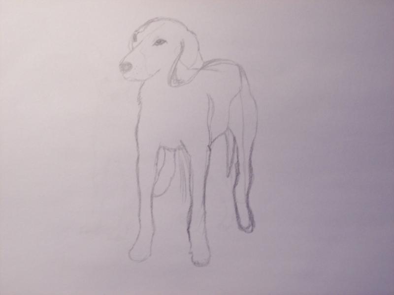 Hund