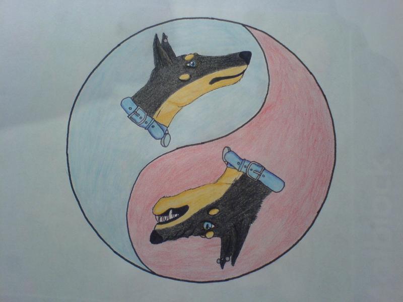 Dobermann YingYang