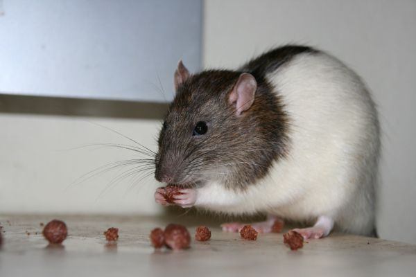 mein anderes hobby^^
-->pinky