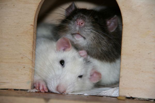 mein anderes hobby^^
-->Jessy und Sammy