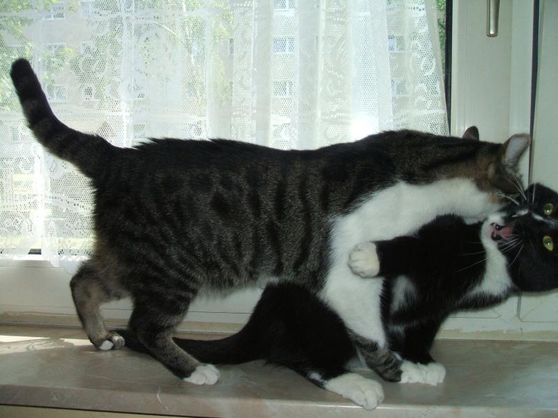 Katzenkloppe.